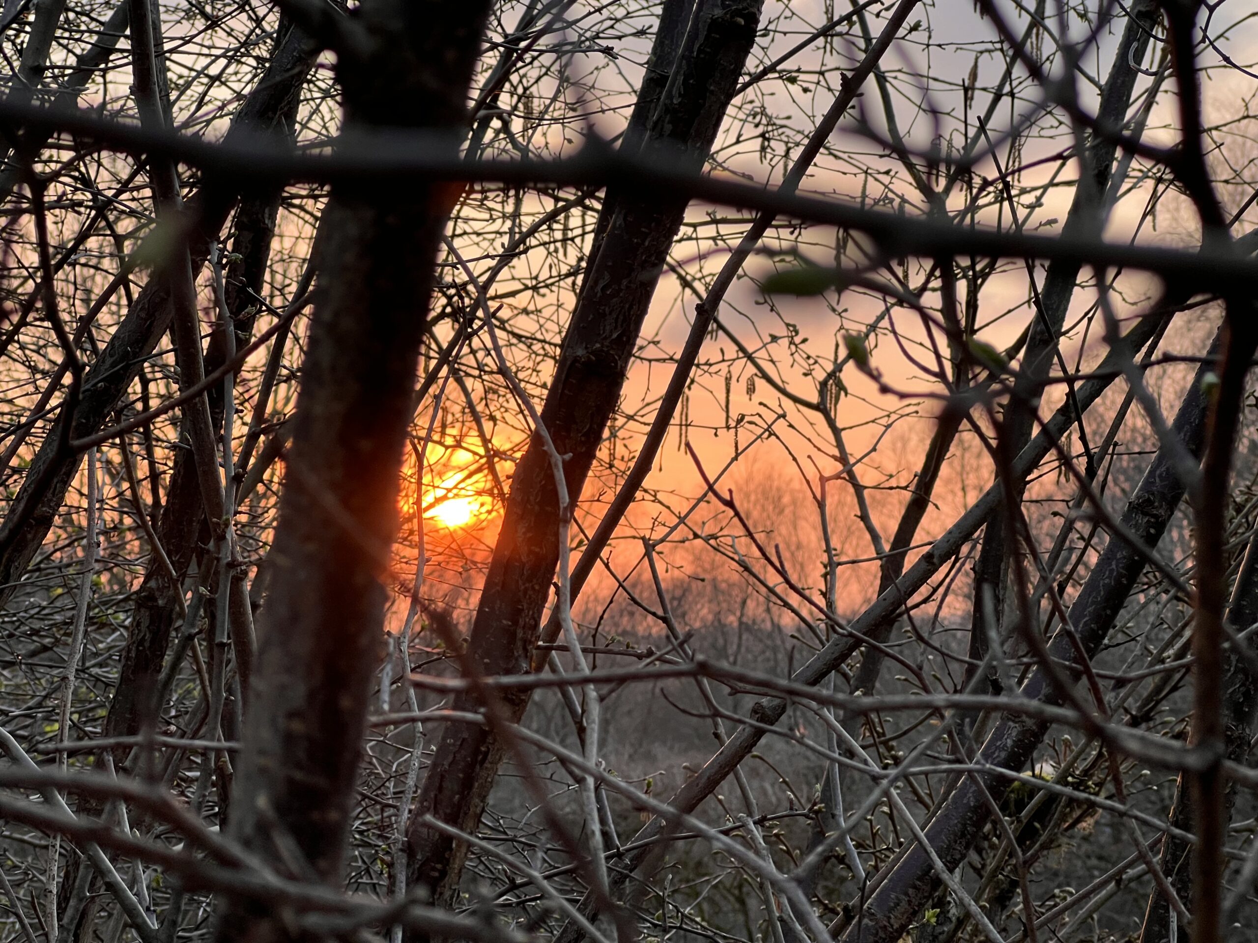Sunlight through trees and branches