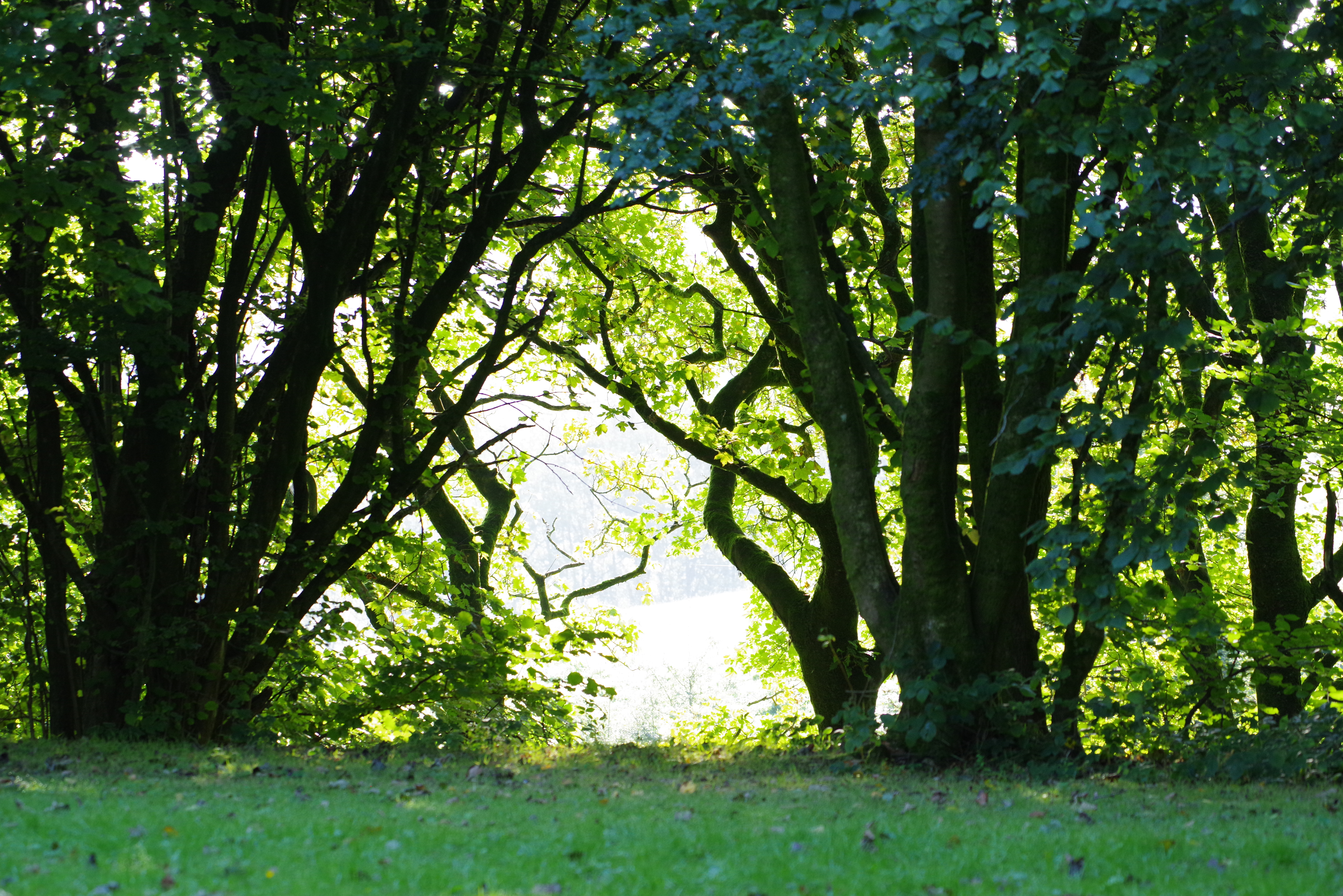 View of the sun shining through trees