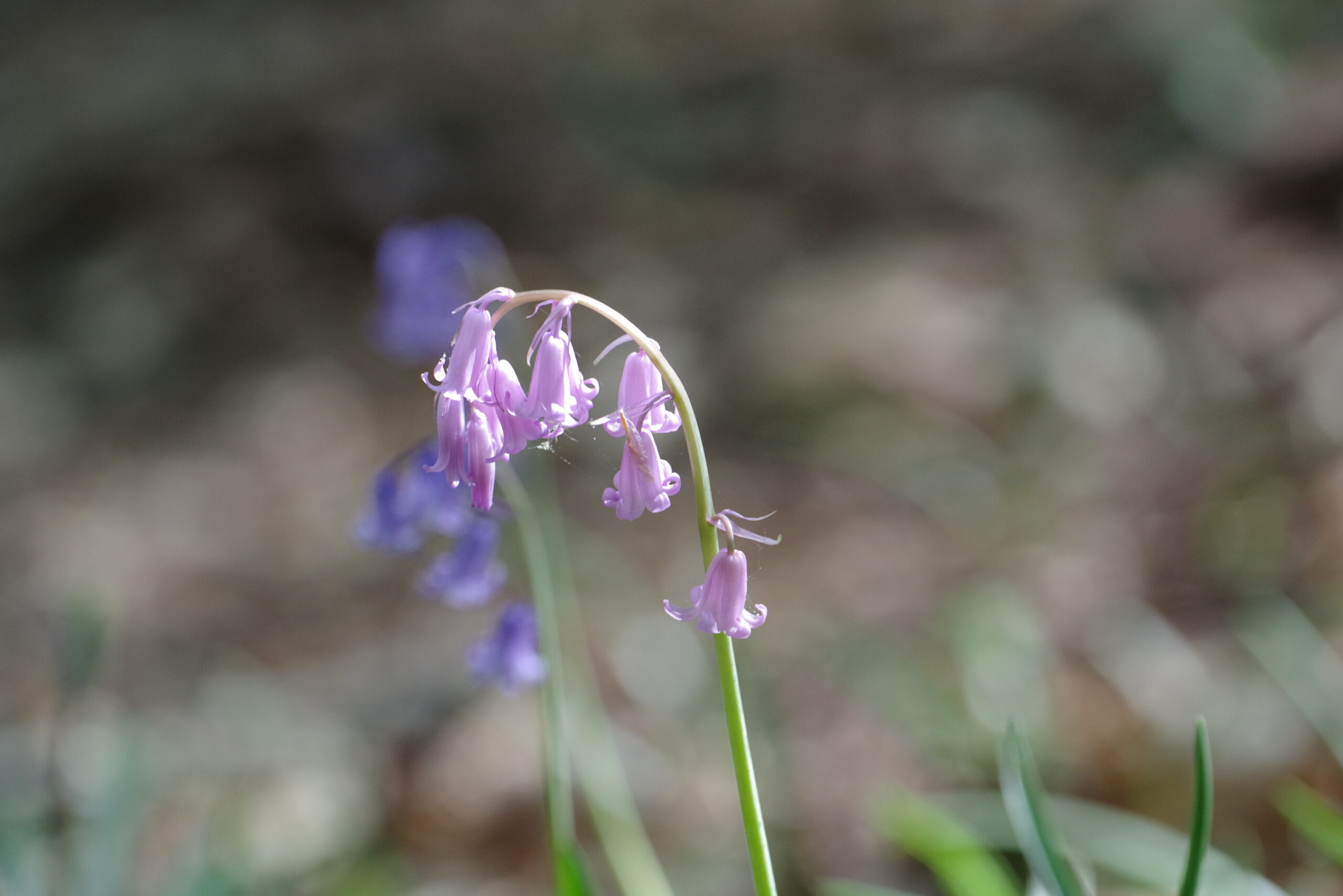 photo of pink bluebells in a wood