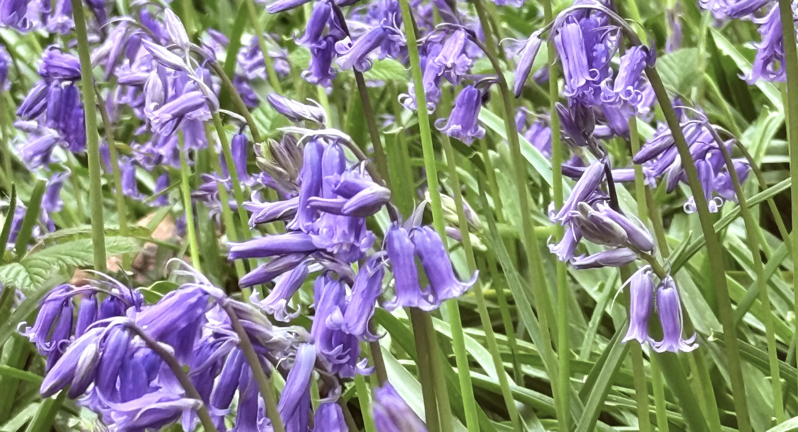 Lots of writing opportunities in May